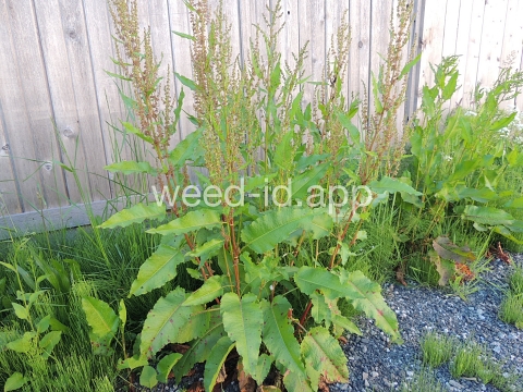 dock, broadleaf